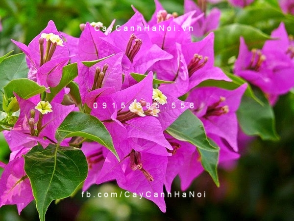 Cây chịu nắng bảo vệ cho ngôi nhà của bạn.Hình 1