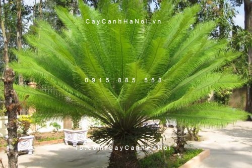Cây chịu nắng bảo vệ cho ngôi nhà của bạn. Hình 2