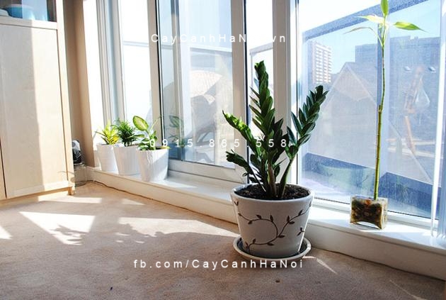 Cây chịu nắng bảo vệ cho ngôi nhà của bạn. Hình 3