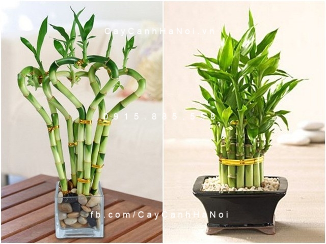 Cây để bàn, món quà ý nghĩa từ thiên nhiên. Hình 1