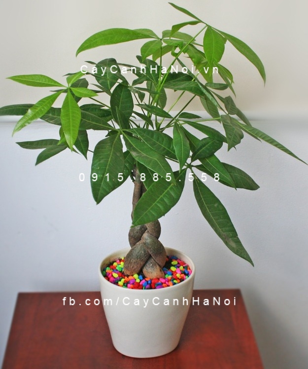 Cây hợp mệnh , loài cây may mắn trong phong thủy. Hình 1