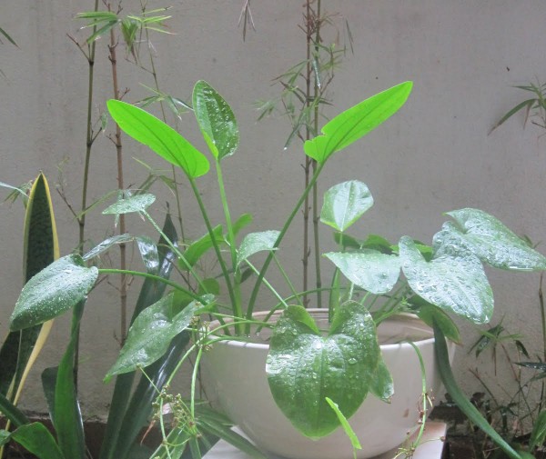 Cây hợp mệnh , loài cây may mắn trong phong thủy. Hình 2