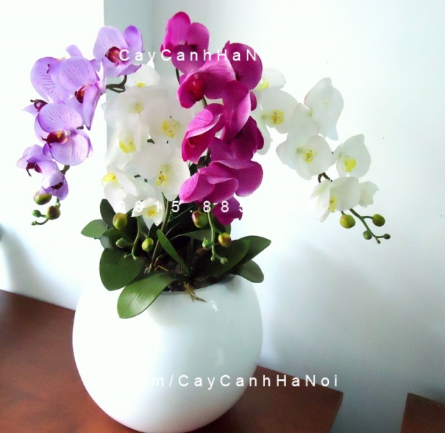 Cây hợp mệnh , loài cây may mắn trong phong thủy. Hình 3