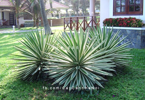 Cây hợp tuổi, loài cây phát triển sự nghiệp. Hình 1
