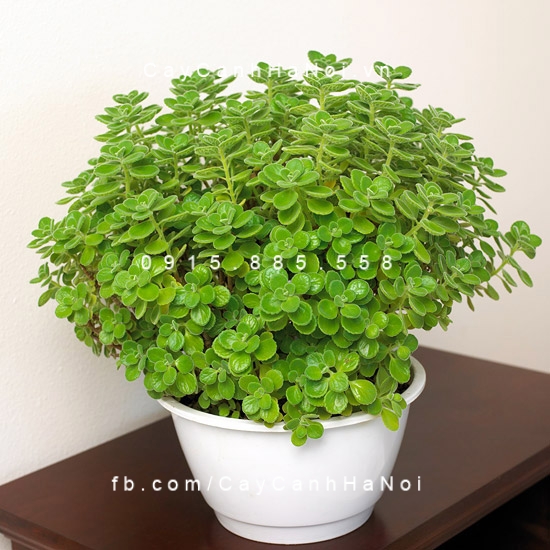Cây hợp tuổi, loài cây phát triển sự nghiệp. Hình 2