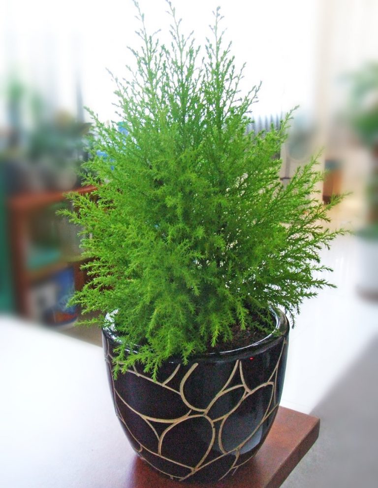 Cây hợp tuổi, loài cây phát triển sự nghiệp. Hình 3