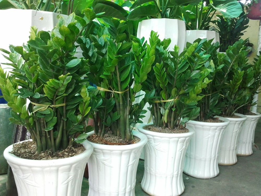 Cây Kim Tiền – loài cây của tài lộc