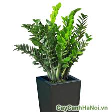 Cây Kim Tiền – loài cây của tài lộc