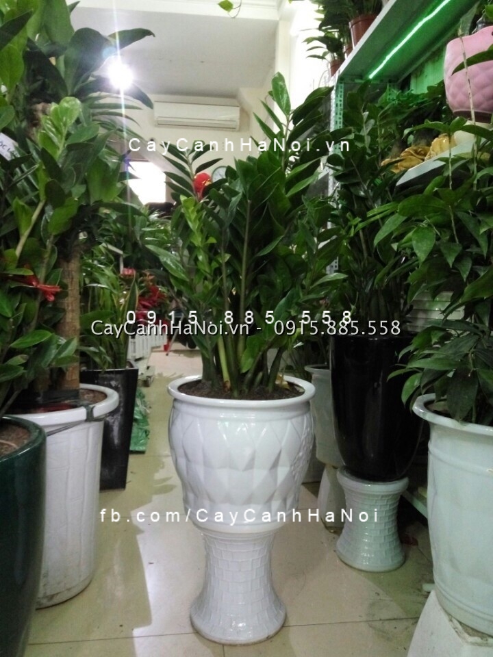 Cây Kim Tiền – loài cây của tài lộc