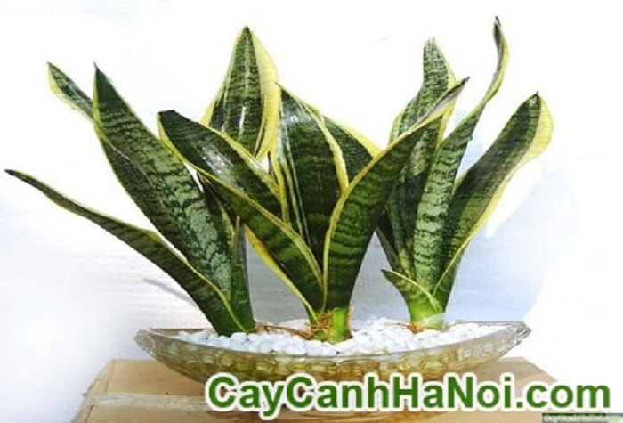 Cây nội thất-loài cây mang đến sự sang trọng cho gia đình. Hình 1