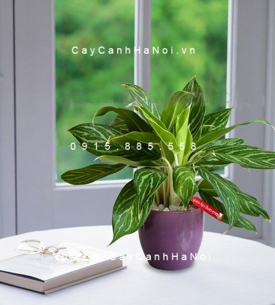 Cây nội thất-loài cây mang đến sự sang trọng cho gia đình. Hình 2