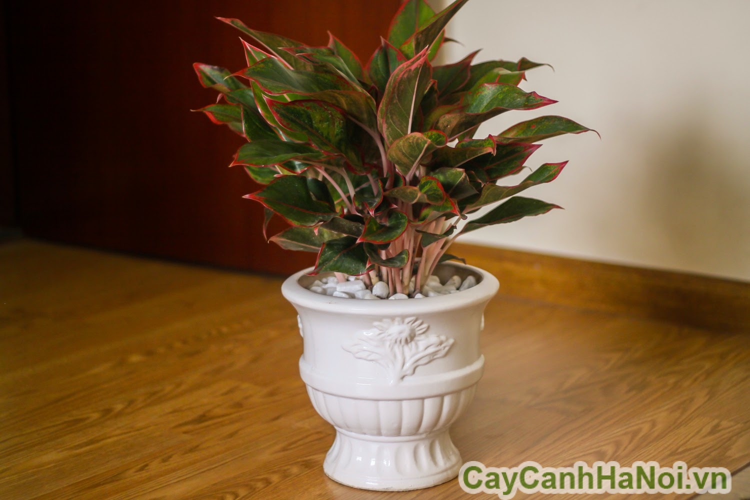 Cây nội thất-loài cây mang đến sự sang trọng cho gia đình. Hình 3