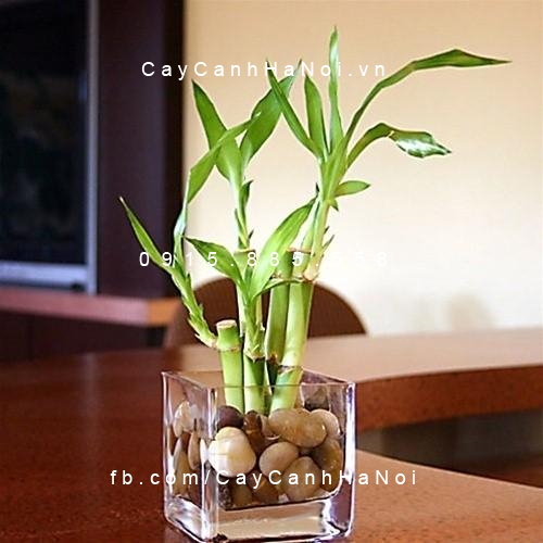 Tại sao trong nhà bạn nên trồng ít nhất một loại cây phong thủy?. Hình 1