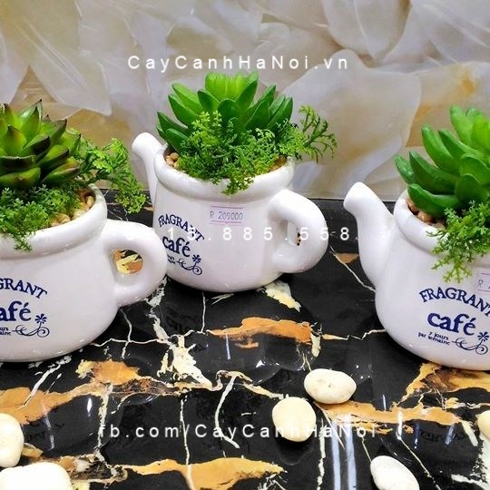 Tại sao trong nhà bạn nên trồng ít nhất một loại cây phong thủy?. Hình 2