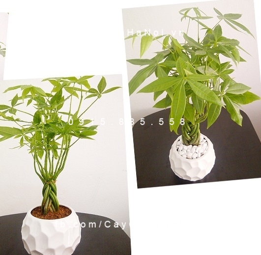 Cây quà tặng khai trương –Món quà ý nghĩa. Hình 1