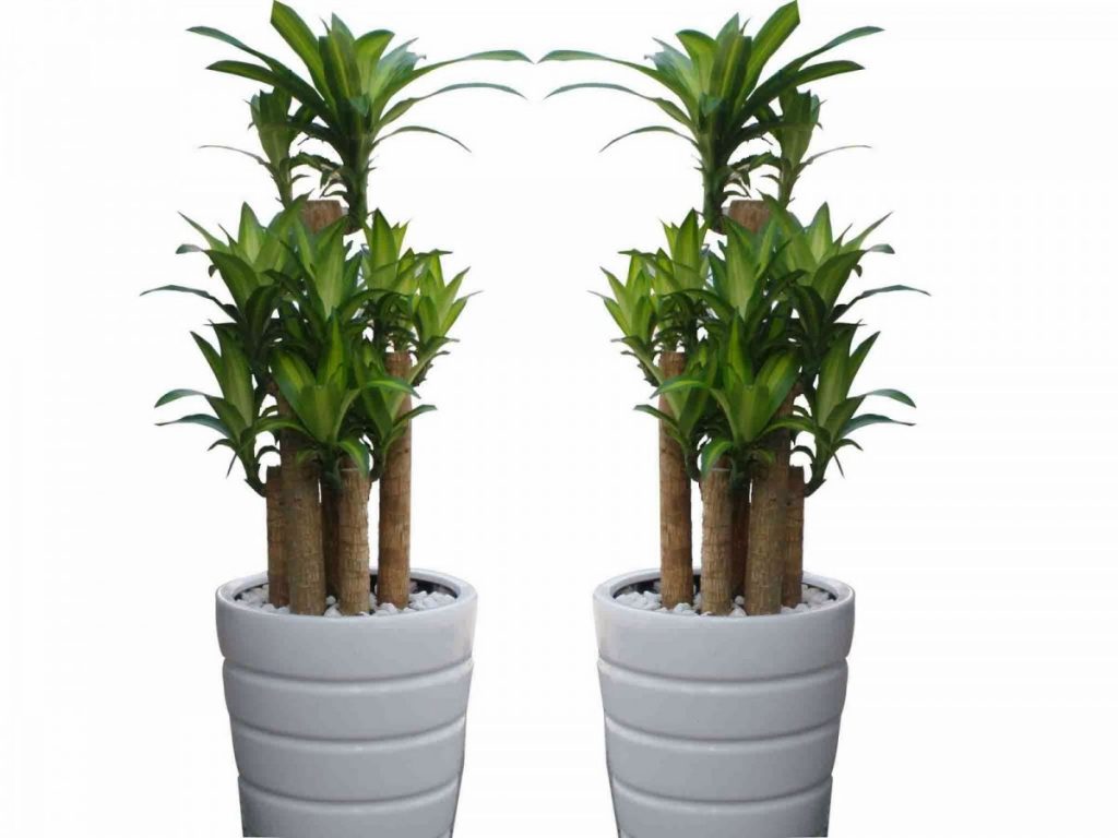 Cây thiết mộc lan-loài cây mang đến sự may mắn