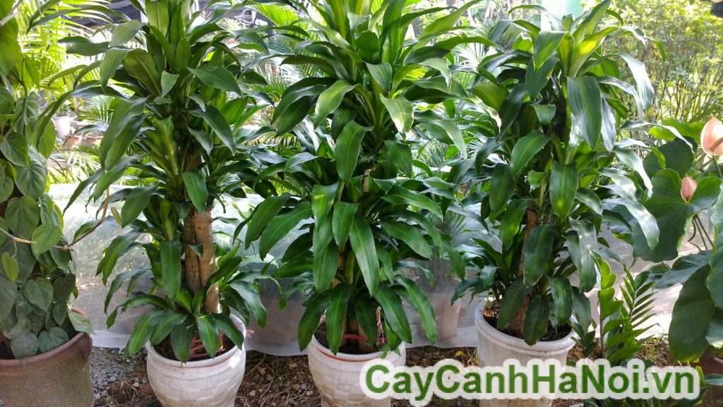 Cây thiết mộc lan-loài cây mang đến sự may mắn