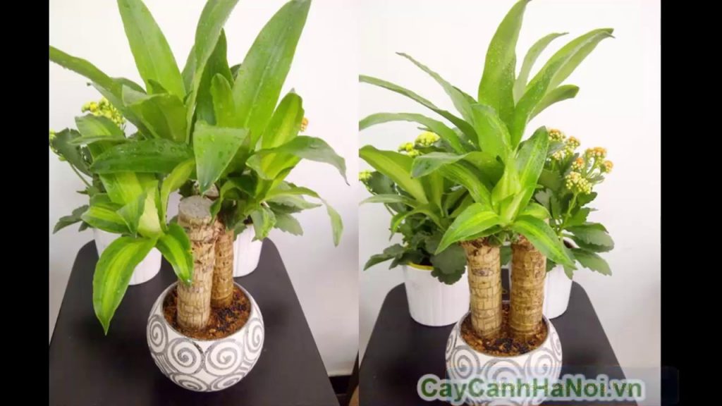 Cây thiết mộc lan-loài cây mang đến sự may mắn