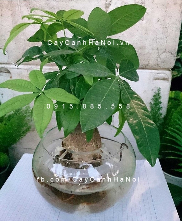 Địa chỉ tìm mua cây thủy canh ở đâu tại Hà Nội. Hình 1