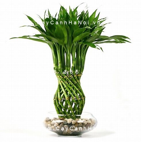 Địa chỉ tìm mua cây thủy canh ở đâu tại Hà Nội. Hình 3