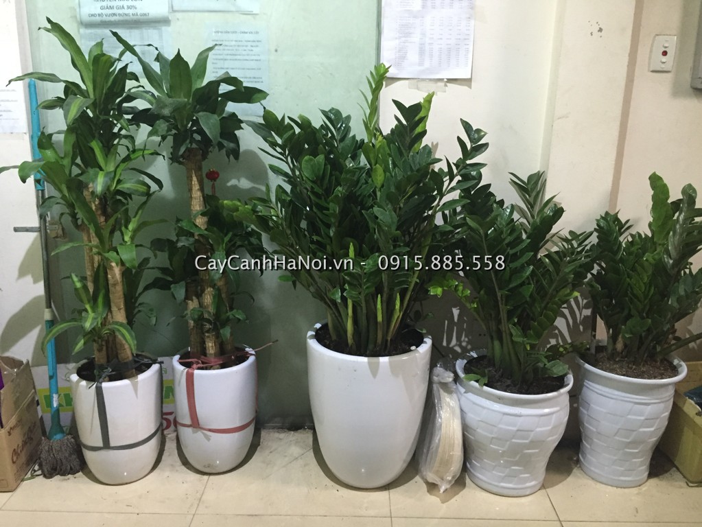  Cây trong nhà loài cây bảo vệ gia đình bạn. Hình 2