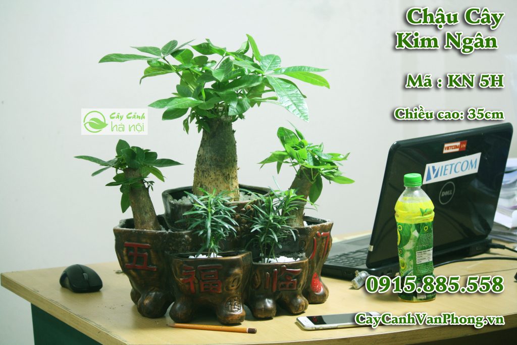  Cây trong nhà loài cây bảo vệ gia đình bạn. Hình 1