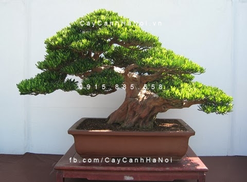 Một số thông tin của dịch vụ cho thuê cây cảnh trên thị trường. Hình 1