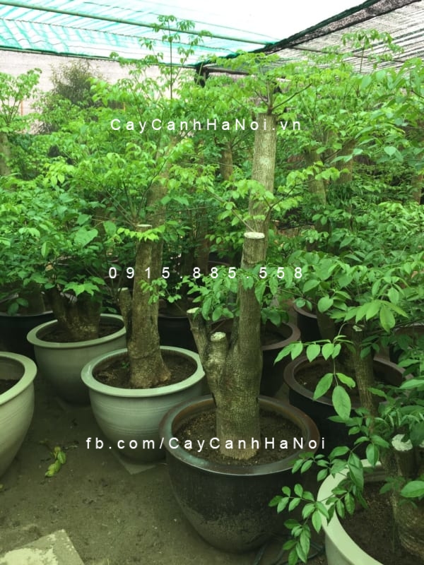 Một số thông tin của dịch vụ cho thuê cây cảnh trên thị trường. Hình 2