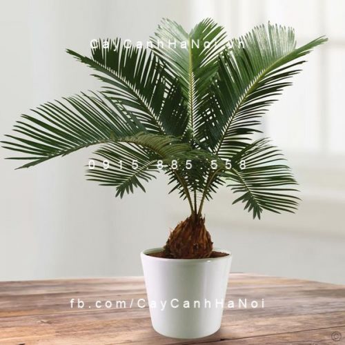 Một số thông tin của dịch vụ cho thuê cây cảnh trên thị trường. Hình 3