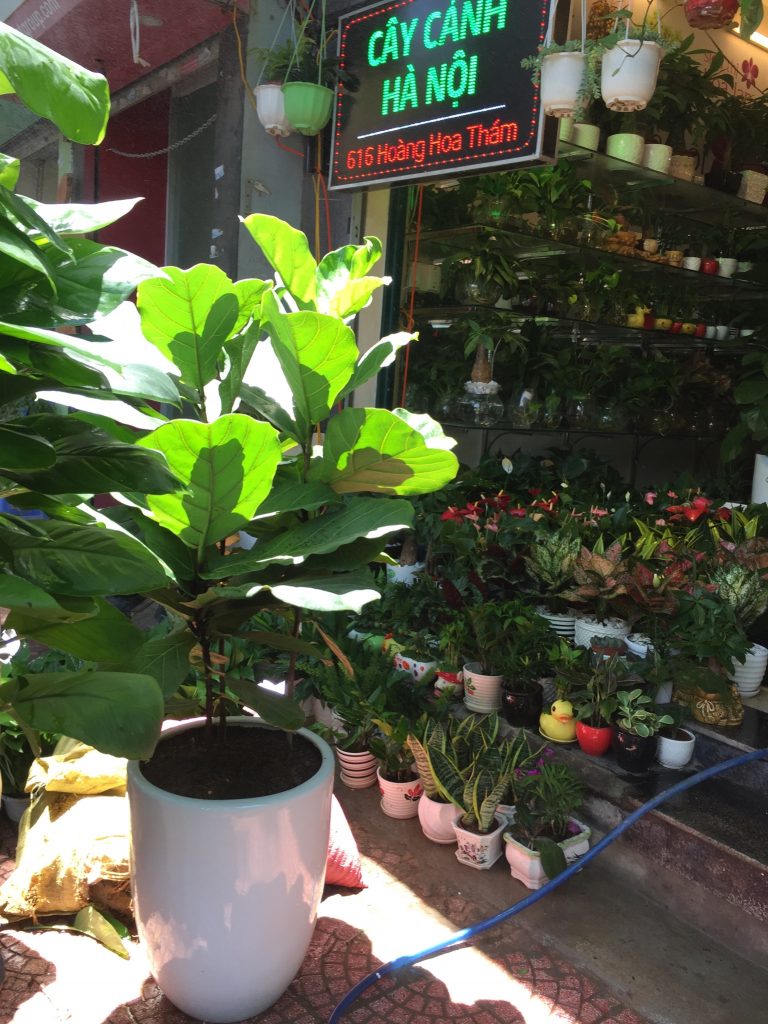 cây bàng singarpore
