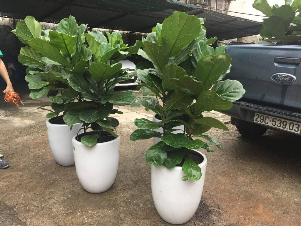cây bàng singarpore