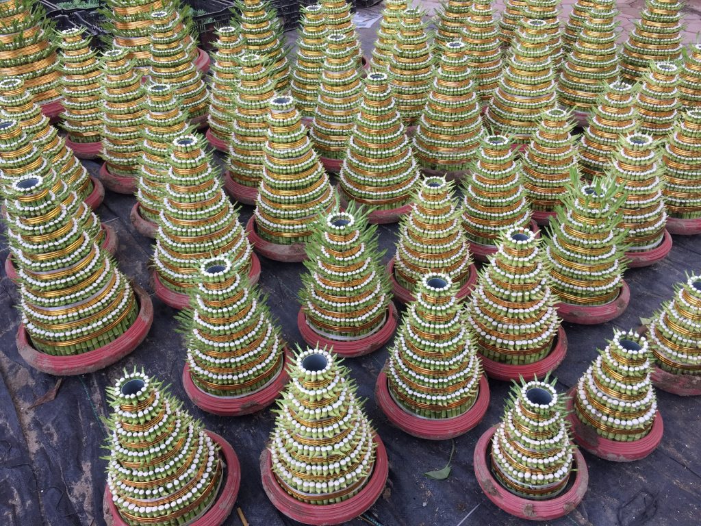 cây phát lộc