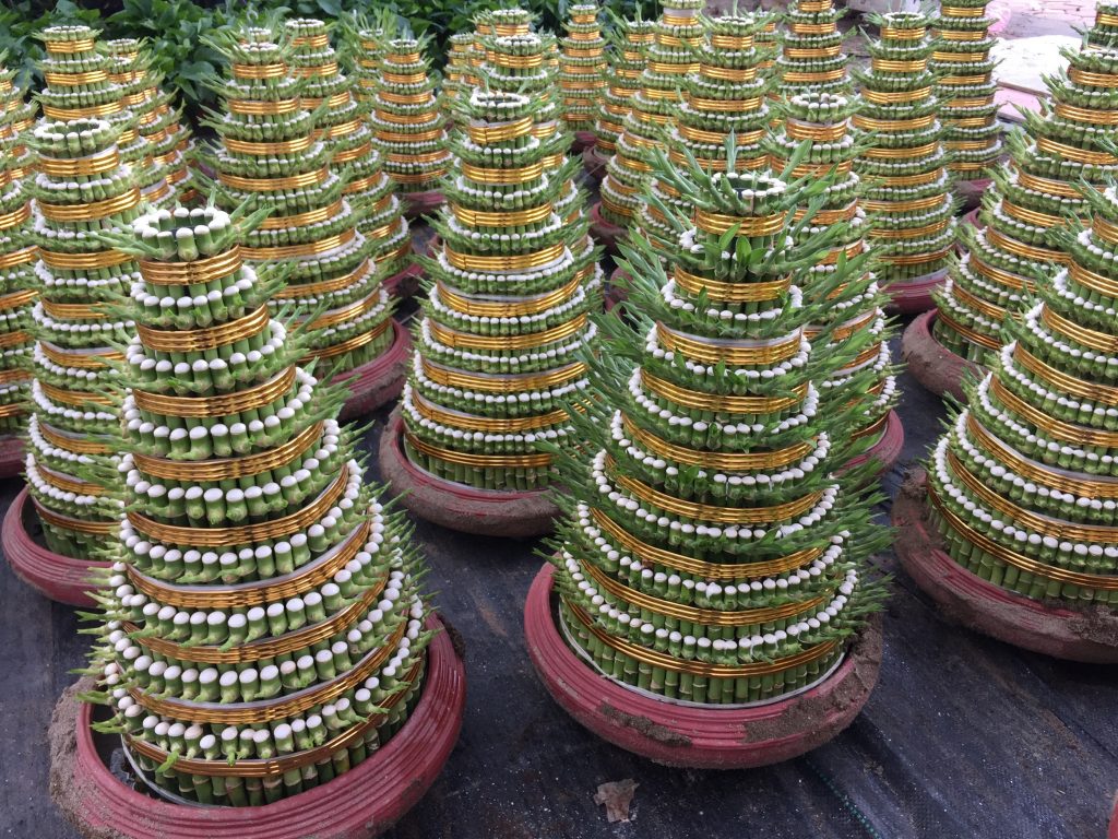 cây phát lộc
