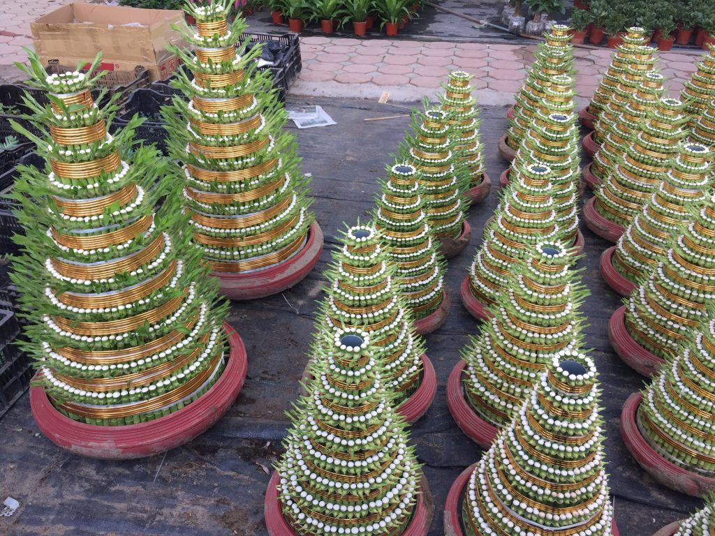 cây phát lộc