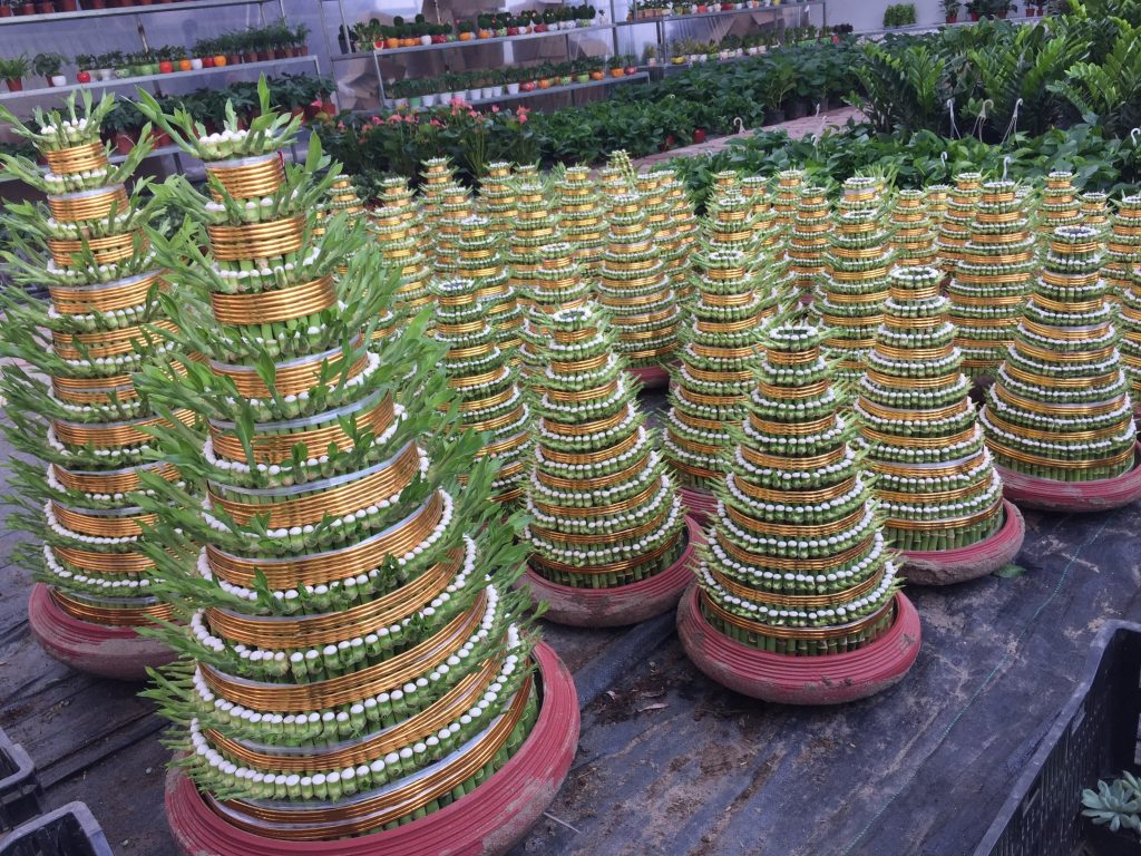 cây phát lộc