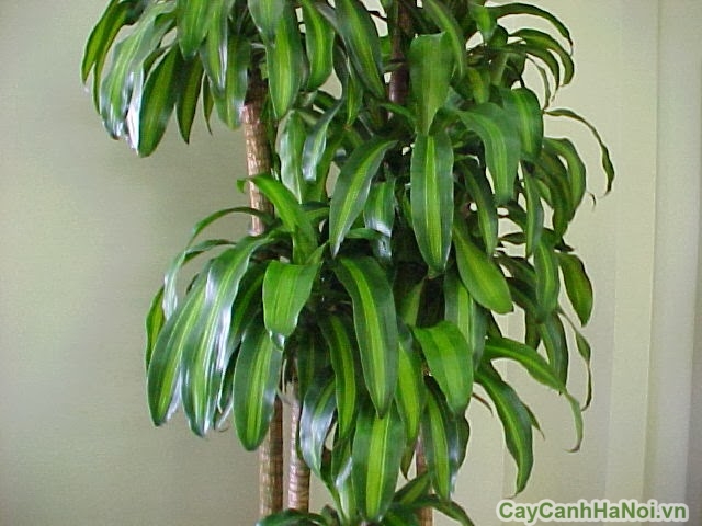 cây phát tài