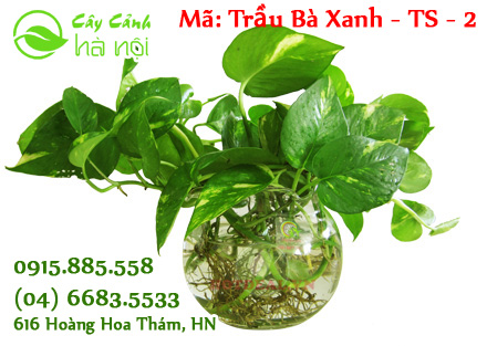 cây trầu bà