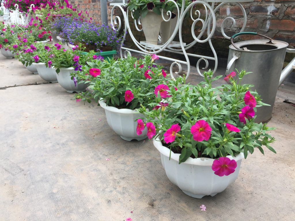hoa dạ yến thảo