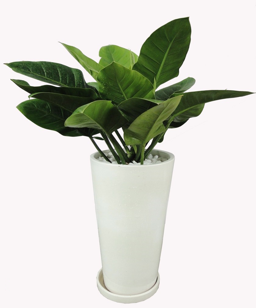 Cây đế vương thích hợp với mệnh mộc,