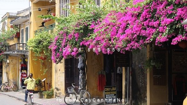 Cây chịu nắng bảo vệ cho ngôi nhà của bạn