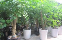 Cây hạnh phúc-loài cây tạo nên mái ấm
