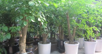 Cây hạnh phúc-loài cây tạo nên mái ấm