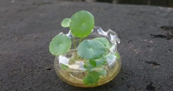 Cây hợp tuổi, loài cây phát triển sự nghiệp