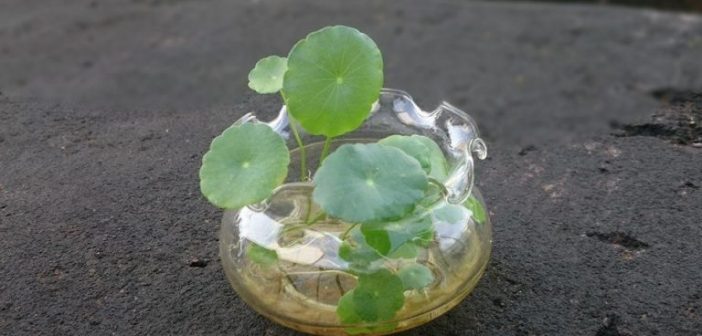 Cây hợp tuổi, loài cây phát triển sự nghiệp