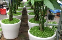 Cây Kim Ngân- Cây phong thủy đẹp và sang trọng
