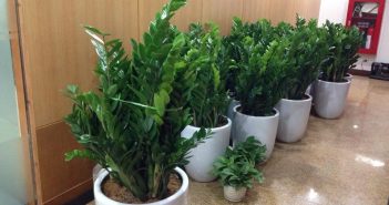 Cây Kim Tiền – loài cây của tài lộc