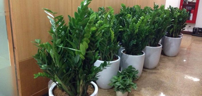 Cây Kim Tiền – loài cây của tài lộc