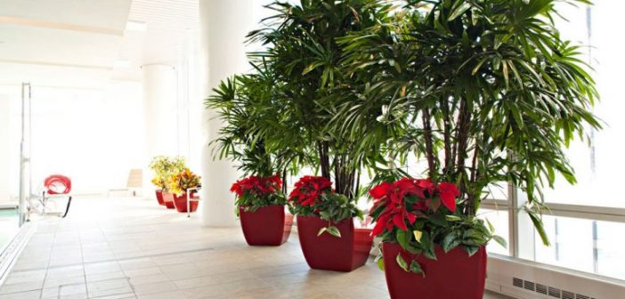 Cây nội thất-loài cây mang đến sự sang trọng cho gia đình