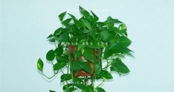 Cây quà tặng khai trương –Món quà ý nghĩa