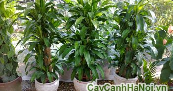 Cây thiết mộc lan-loài cây mang đến sự may mắn